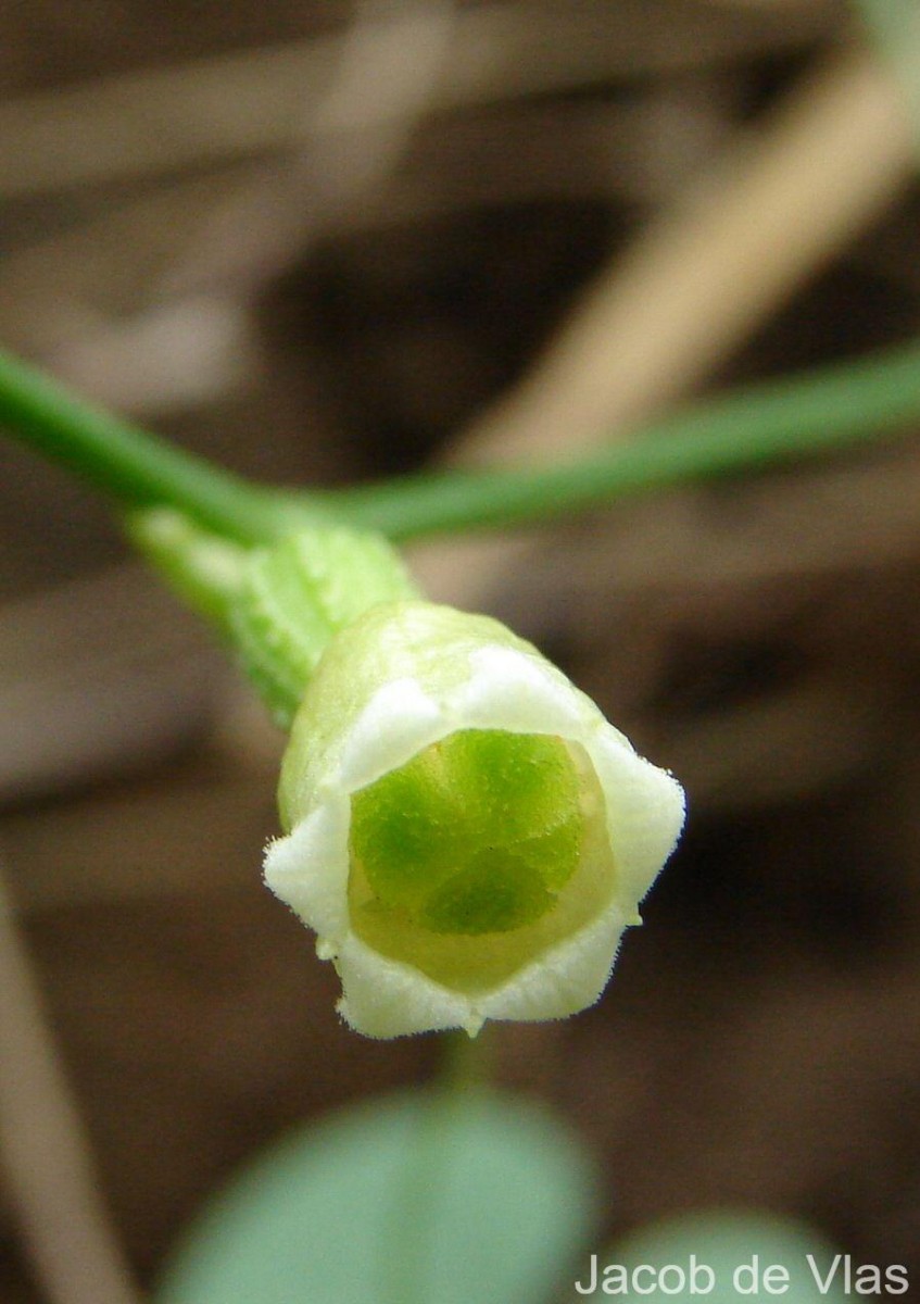 Solena umbellata (J.G.Klein ex Willd.) W.J.de Wilde & Duyfjes